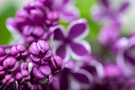 Purple Lilac by Lisa S. Engelbrecht / Danita Delimont art print