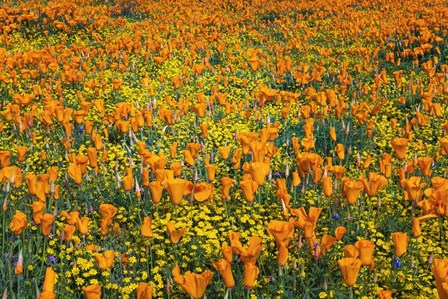 California Poppies And Goldfield by Russ Bishop / DanitaDelimont art print
