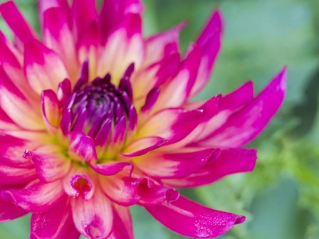 Pink Dahlia by Julie Eggers / Danita Delimont art print