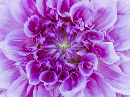 Close-Up Of A Purple Dahlia by Julie Eggers / Danita Delimont art print