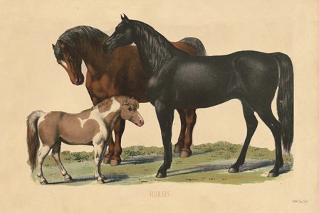 Horses by Stellar Design Studio art print