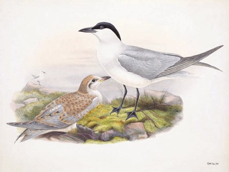 Goulds Coastal Bird IV by Stellar Design Studio art print