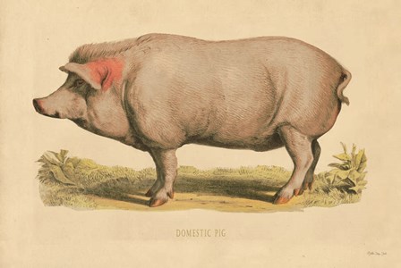 Domestic Pig by Stellar Design Studio art print