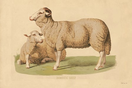 Domestic Sheep by Stellar Design Studio art print