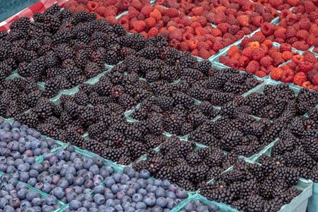 Colorful Berries by Jim Engelbrecht / Danita Delimont art print