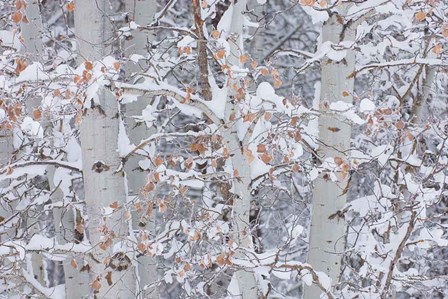 Winter Aspens Closeup by Alan Majchrowicz art print