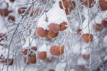 Orchard in Winter by Alan Majchrowicz art print
