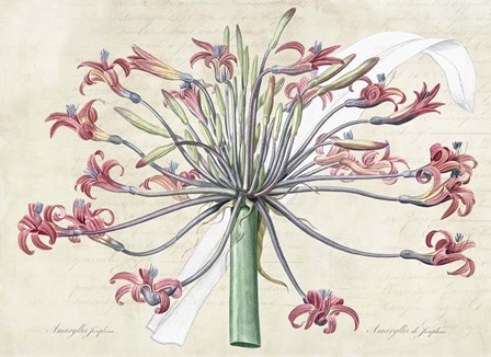 Josephine&#39;s Lily, After Redoute by Remy Dellal art print