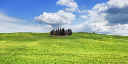 Cypresses, Val d&#39;Orcia, Tuscany (detail) by Frank Krahmer art print