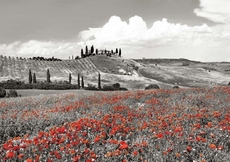 Farmhouse with Cypresses and Poppies, Val d&#39;Orcia, Tuscany (BW) by Frank Krahmer art print