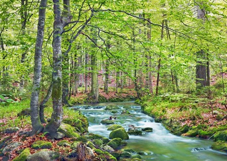 Forest brook through beech forest, Bavaria, Germany by Frank Krahmer art print