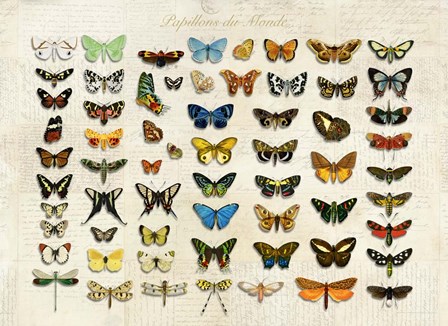 Papillons du Monde, After D&#39;Orbigny by Stef Lamanche art print