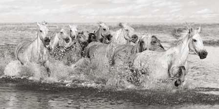 Herd of Horses, Camargue by Pangea Images art print