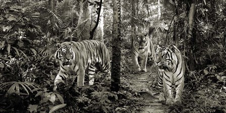 Bengal Tigers (detail, BW) by Pangea Images art print