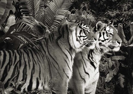 Two Bengal Tigers (BW) by Pangea Images art print