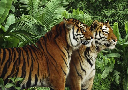 Two Bengal Tigers by Pangea Images art print