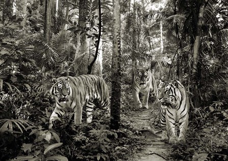 Bengal Tigers (BW) by Pangea Images art print