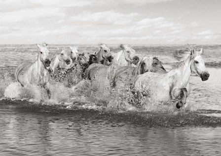 Herd of Horses, Camargue by Pangea Images art print