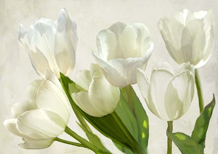 White Tulips by Luca Villa art print