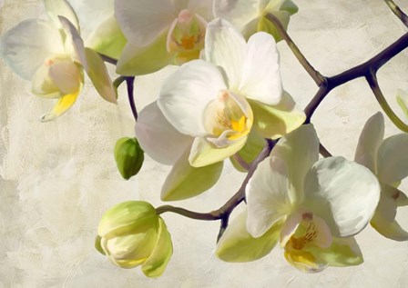 Orchid in the Sun by Luca Villa art print