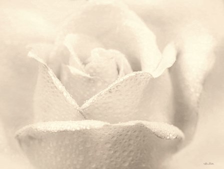 White Rose by Lori Deiter art print