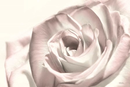 Blush Rose I by Lori Deiter art print