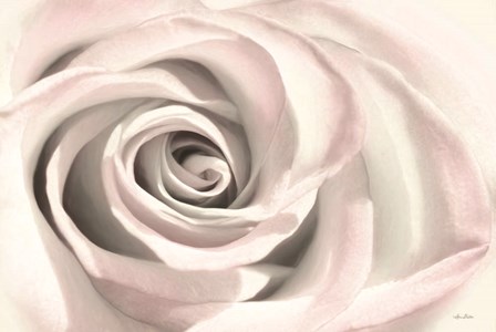 Blush Rose III by Lori Deiter art print