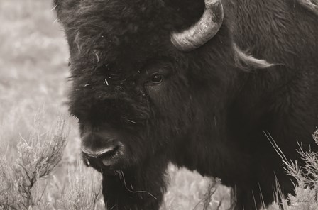 Yellowstone Bison by Lori Deiter art print