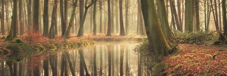 The Healing Power of Forests by Martin Podt art print