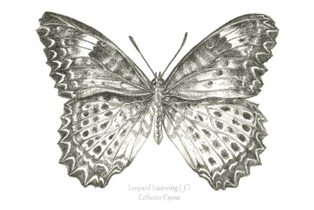 Butterfly Sketch landscape I by Kelsey Wilson art print