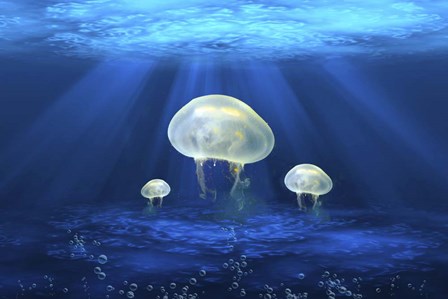 Jelly Fish 2 by Ata Alishahi art print