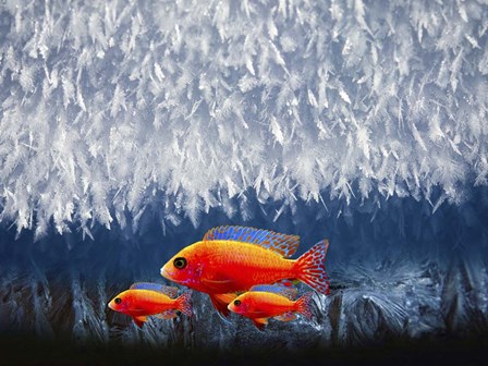 Red Fish 3 by Ata Alishahi art print