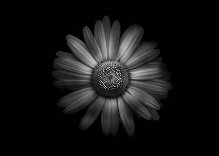 Backyard Flowers In Black And White 31 by Brian Carson art print