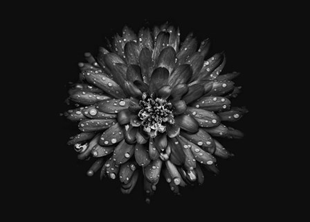 Backyard Flowers In Black And White 45 by Brian Carson art print
