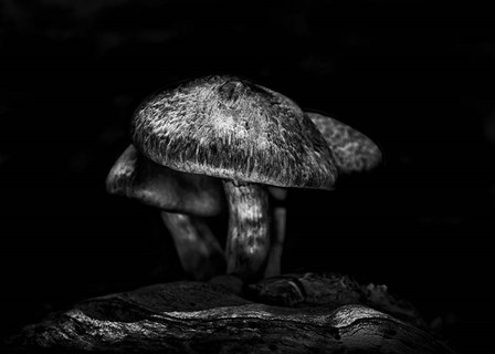 Toadstools On A Trail No 1 by Brian Carson art print