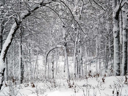 Trees In Snow by Clive Branson art print