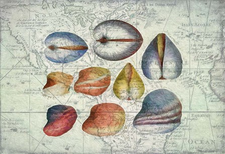 Seashells on Map II by Cora Niele art print