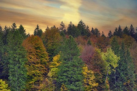 Evening Light Forest by Cora Niele art print