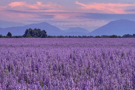 Fields of Clary Sage in Provence by Cora Niele art print