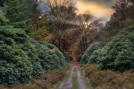 Forest Sunset by Cora Niele art print