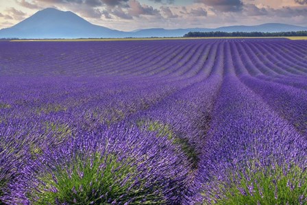 Lavender Fields Provence by Cora Niele art print