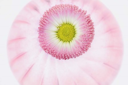 Pink Daisy by Cora Niele art print