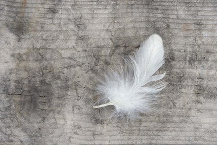 White Feather by Cora Niele art print