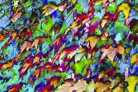 Colorful Foliage 10 by Anita Vincze art print