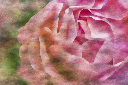 Roses on Canvas 1 by Anita Vincze art print