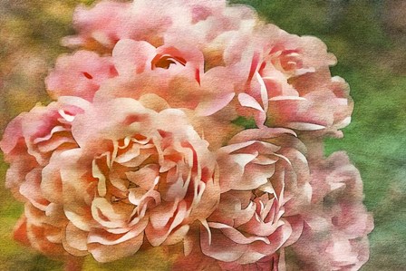 Roses on Canvas 25 by Anita Vincze art print