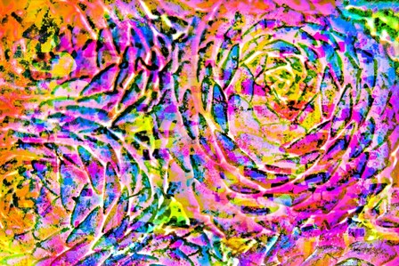 Succulent Dressed in Rainbow Colors 14 by Anita Vincze art print