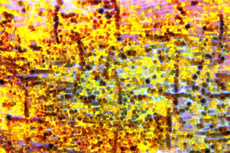 Playful Laugh 1 by Anita Vincze art print