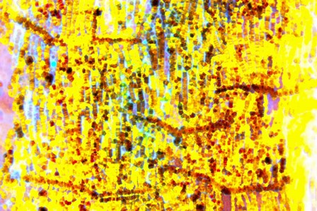 Playful Laugh 18 by Anita Vincze art print