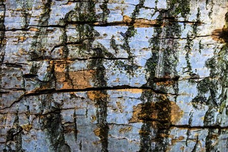 Restless Age 12 by Anita Vincze art print